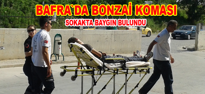 Yine bonzai