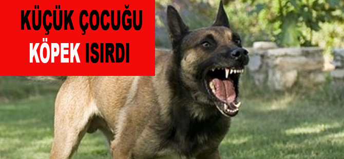 Bafra`da köpek küçük çocuğu ısırdı