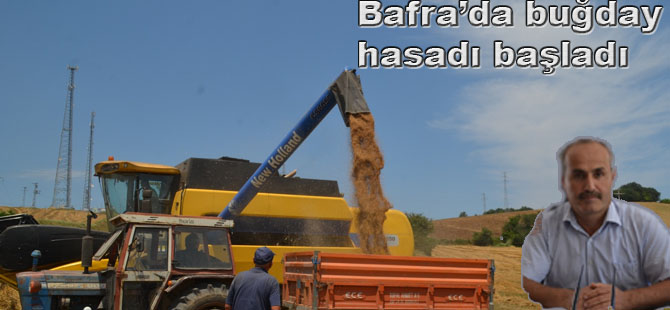 Bafra ilçesinde buğday hasadı başladı.