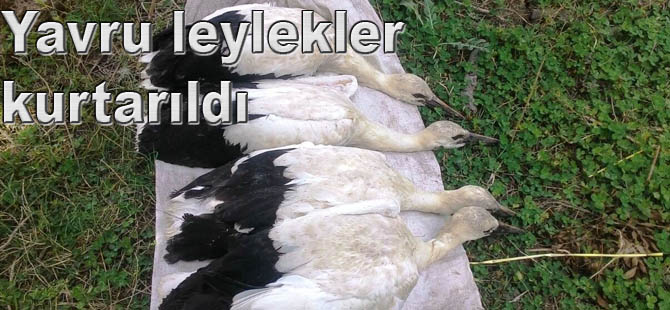 Bafra'da yuvadan düşen Leylekler kurtarıldı