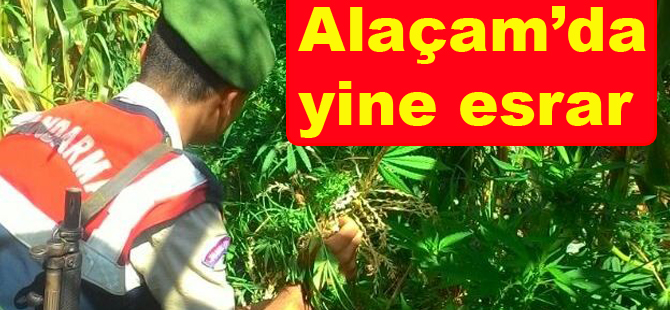 Alaçam'da yine esrar yakalandı