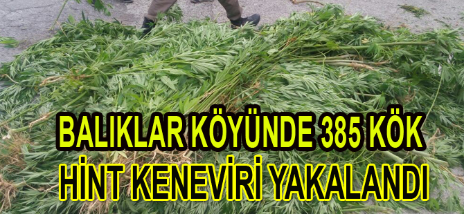 Bafra'da 385 kök dişi Hint keneviri ele geçirildi