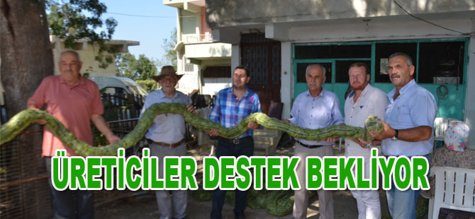 Bafralı tütün üreticileri destek bekliyor