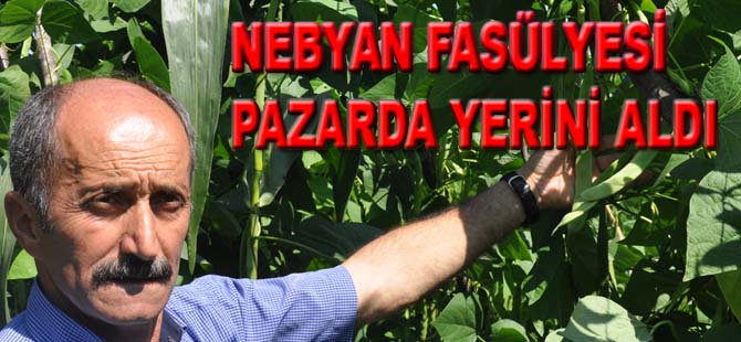 NEBYAN FASÜLYESİ PAZARDA YERİNİ ALDI