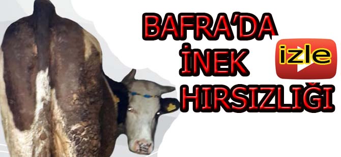 Bafra'da İnek Hırsızlığı