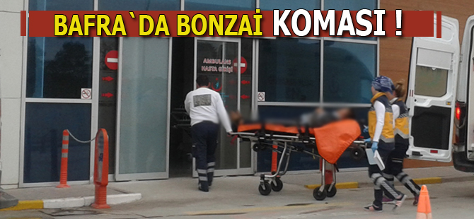 Yine bonzai yine koma