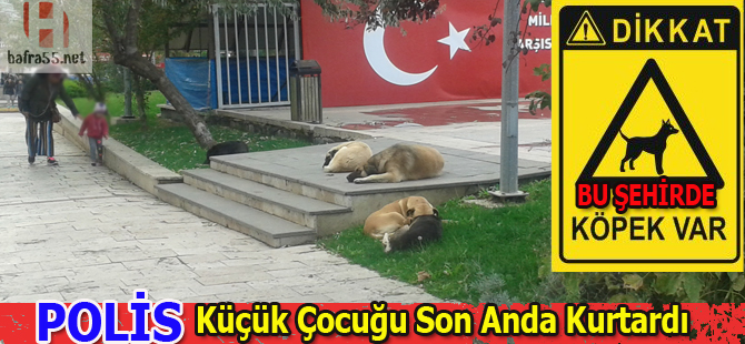 Sokak köpekleri vatandaşları tedirgin etti