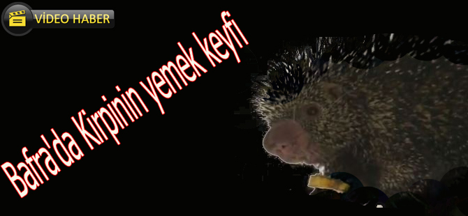 Bafra'da Kirpinin yemek keyfi
