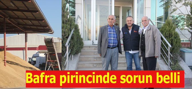 BAFRA PİRİNCİNDE ÇEŞİT SORUNU VAR