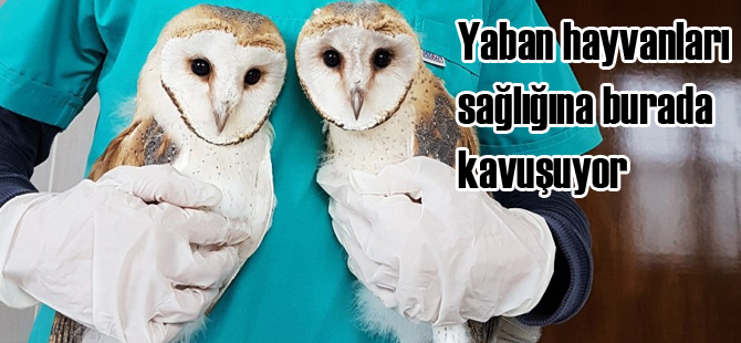 Büyükşehir Belediyesi Kuş Cenneti İlk Yardım Rehabilitasyon Kliniği Yaban Hayatına Umut Oluyor