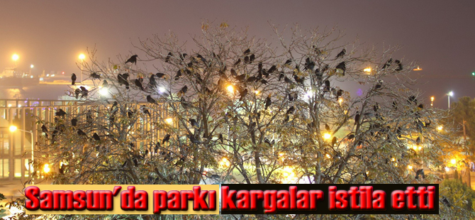 KARGALAR YİNE PARKI İSTİLA ETTİ