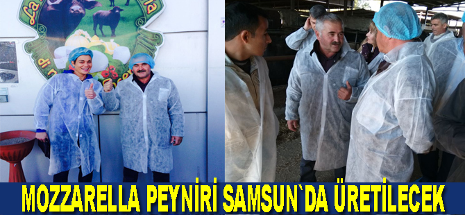 Samsun`da mozzarella peyniri üretilecek