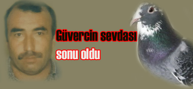 Güvercin sevdası sonu oldu