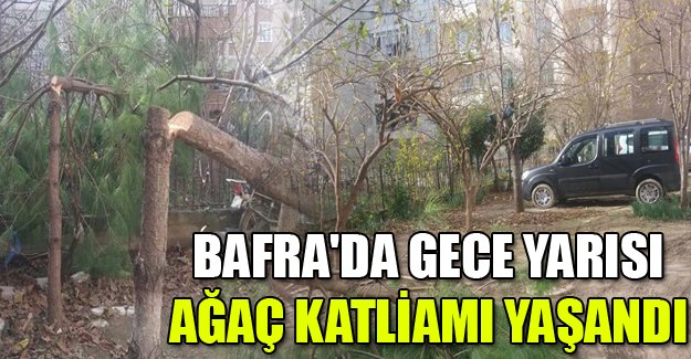 Bafra'da ağaçları kestiler