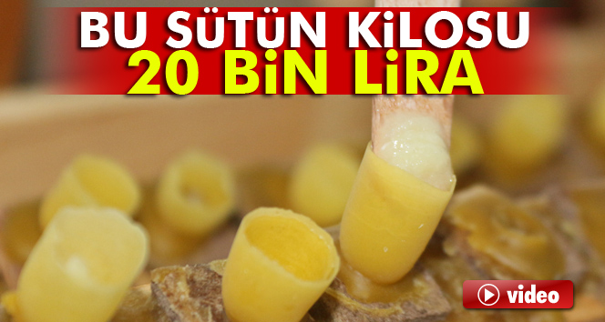 Bu sütün kilosu 20 bin lira