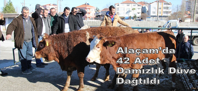 Alaçam'da Çiftçilere 42 Adet Damızlık Düve Dağıtımı yapıldı