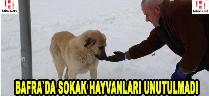 Bafra`da sokak hayvanları unutulmadı