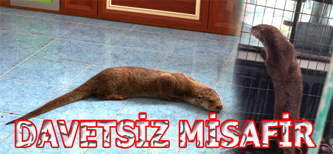 Davetsiz misafiri 19 mayıs belediyesi ağırladı