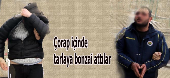 Çorap içinde tarlaya bonzai attları