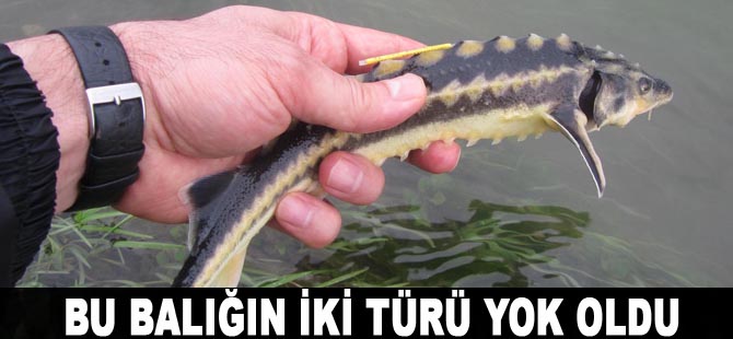 Prof. Dr. Serap Ustaoğlu: Mersin balığının 2 türü yok oldu