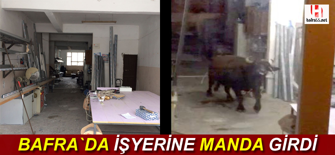 Bafra`da işyerine manda girdi