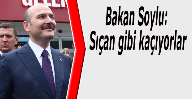 Bakan Soylu: Sıçan gibi kaçıyorlar