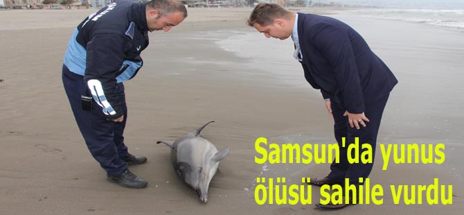 Samsun'da yunus ölüsü sahile vurdu