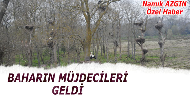 Baharın müjdecisi Leylekler geldi