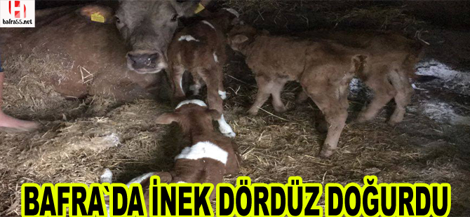 Bafra`da inek dördüz doğurdu