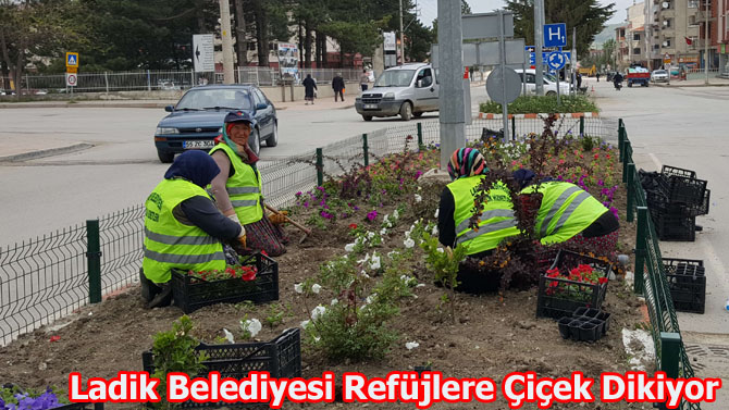 Ladik Belediyesi Refüjlere Çiçek Dikiyor