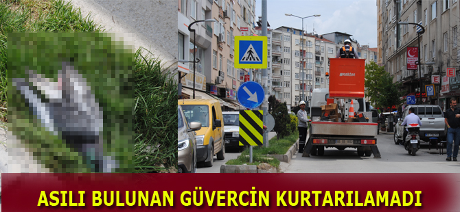 Asılı bulunan güvercin kurtarılamadı