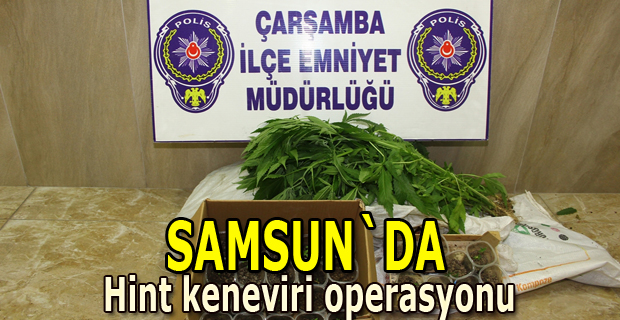 Çarşamba`da hint keneviri operasyonu