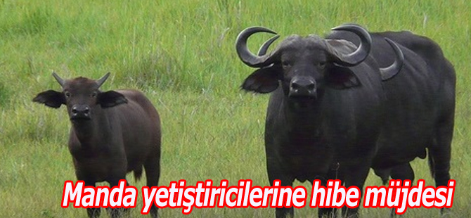 Manda yetiştiricilerine hibe müjdesi