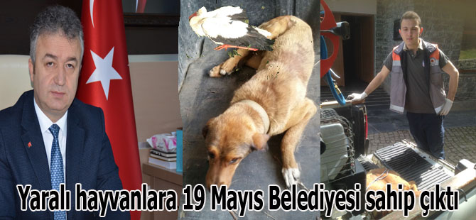 Yaralı hayvanlara 19 Mayıs Belediyesi sahip çıktı