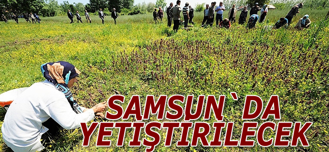 Samsun`da salep orkidesi yetiştirme çalışmaları