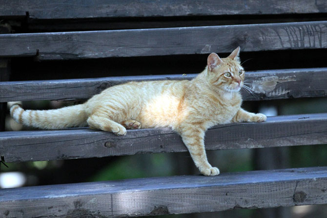 Kedi kasabasına  yeni misafir