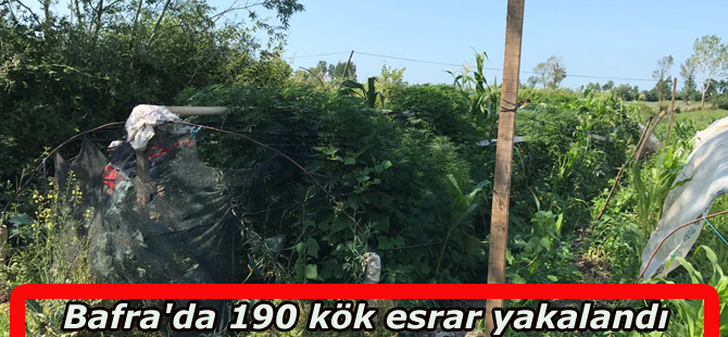 Bafra'da 190 kök esrar yakalandı