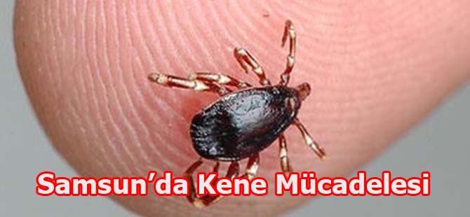 Samsun'da kene mücadelesi