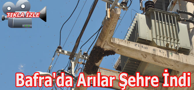 Bafra'da Arılar Şehre İndi