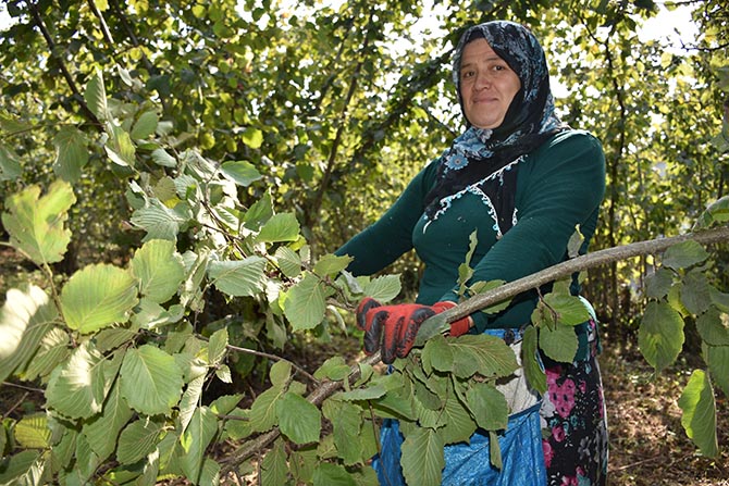 Fındık hasadı başladı