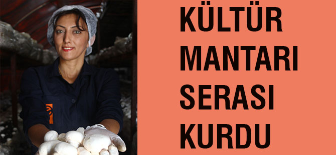 Kültür mantarı serası kurdu