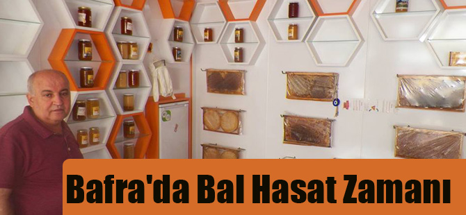 Bafra'da Bal Hasat Zamanı