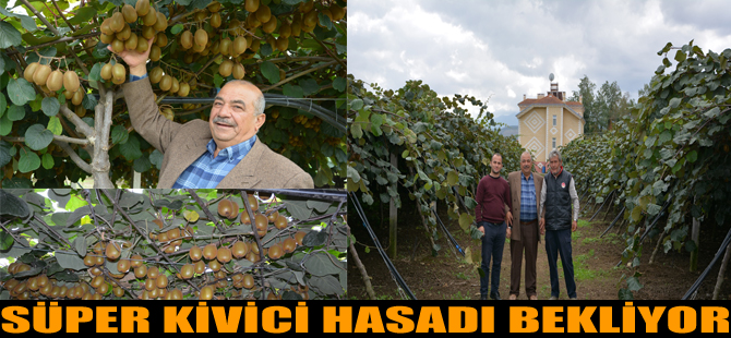 SÜPER KİVİCİ HASADI BEKLİYOR