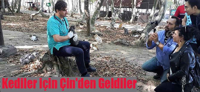 Kediler için Çin'den Geldiler