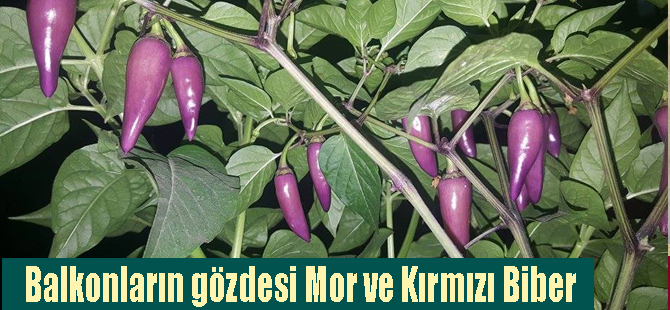 Balkonların gözdesi Mor ve Kırmızı Biber