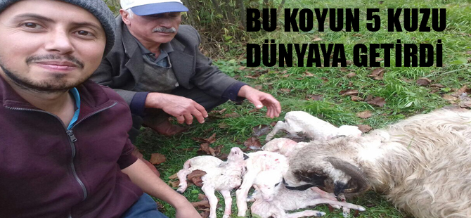 5 kuzu dünyaya getiren koyun ilgi odağı