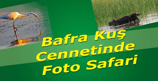Bafra Kuş Cennetinde Foto Safari