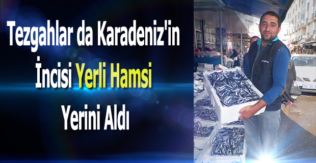 Bafra'da Yerli Hamsi Sevinci