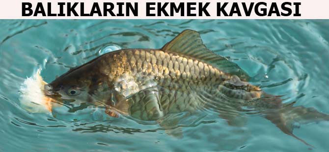 AMBAR KÖYDE BALIKLARIN EKMEK KAVGASI