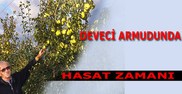 DEVECİ ARMUDUNDA HASAT ZAMANI